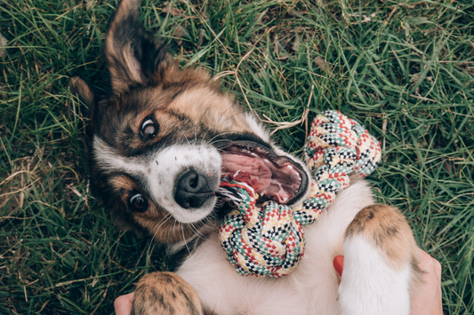 Shiny Coats & Happy Tails: The Secret to Healthy Skin & Fur