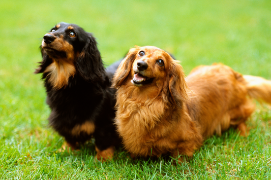 The Secret to a Healthy, Happy Dog: Why Gut Health Matters