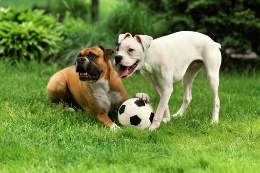 The Ultimate Guide to Choosing the Right Supplement for Your Dog